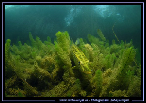 Pike Fish having a rest... :O)... by Michel Lonfat 